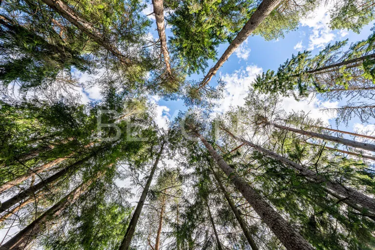 п. рощино - видовой берег реки фото 2